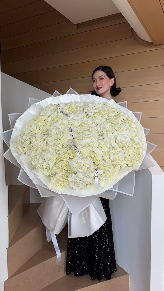 XL WHITE HYDRANGEAS